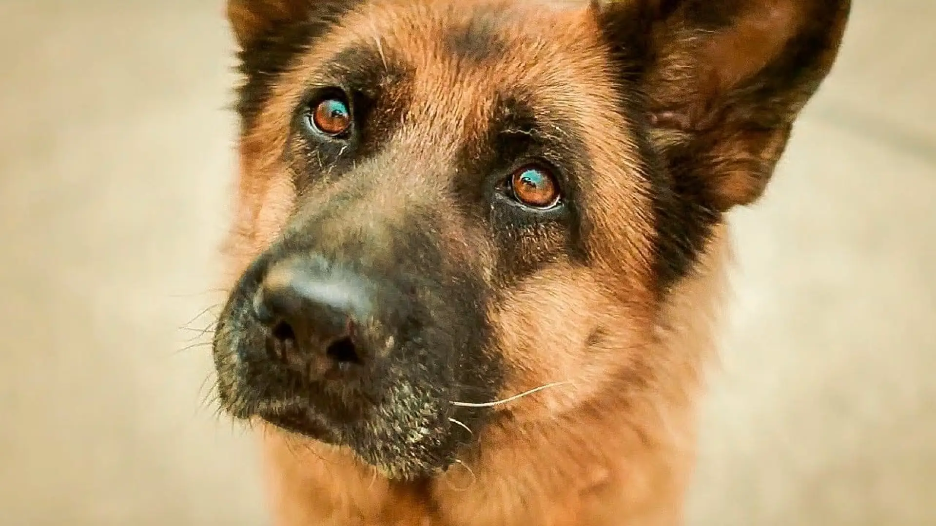 Відео до фільму Пальма — A DOG NAMED PALMA - Трейлер// English subtitles