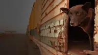 Задник до фильму"Рудий пес" #798659