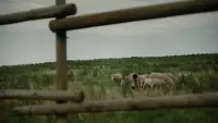 Задник до фильму"" #775590