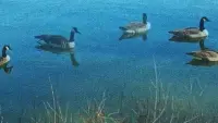 Задник до фильму"" #696223