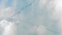 Задник до фильму"" #720687
