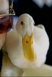 Постер до фильму"" #532960