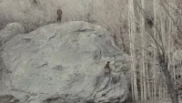 Задник до фильму"" #833516