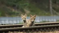 Задник до фильму"" #762142