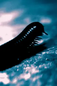 Постер до фильму"" #1130149