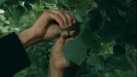 Задник до фильму"" #814225