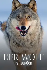 Wolf: Wanderer Without Borders