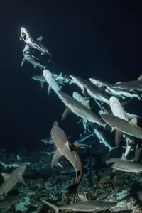 700 Sharks