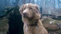 Задник до фильму"" #828025