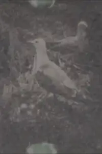 Paradise on a Deserted island, part 1