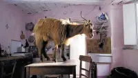 Задник до фильму"" #863545