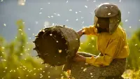 Задник до фильму"Ханіленд" #794946