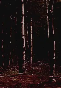 Постер до фильму"Тінь пустки" #1204911