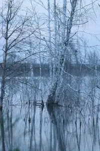 Постер до фильму"Немає тіні у лісі" #885703