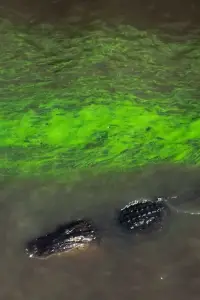 Постер до фильму"" #884214