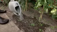 Задник до фильму"" #807308
