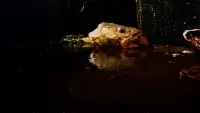 Задник до фильму"" #788452