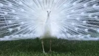 Задник до фильму"" #775871