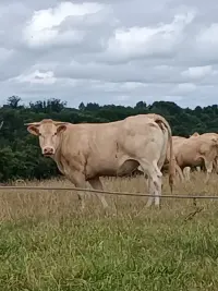 Постер до фильму"" #822079