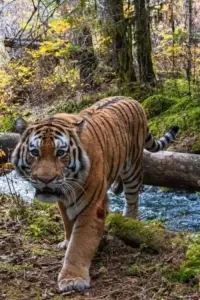 Постер до фильму"Ловушка для тигра" #608808