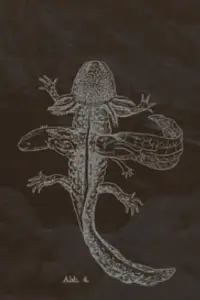 The Axolotl Stories-encounter