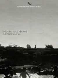 The Old Bull knows, or Once Knew