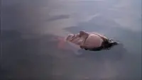 Задник до фильму"" #864360