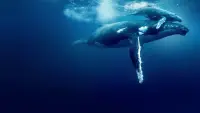 Задник до фильму"" #789472