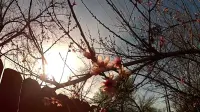 Задник до фильму"Пісня за піснею" #508326