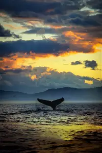 Постер до фильму"Найсамотніший кит" #1021010