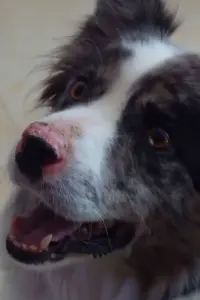 Día de perros