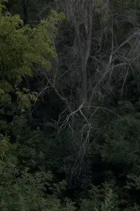 Постер до фильму"Запах Бузку" #1009817