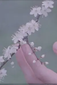 Постер до фильму"Дерева, що приходять до мене у снах" #1009299