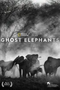 Ghost Elephants