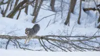 Задник до фильму"" #762134