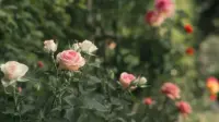 Задник до фильму"" #785718