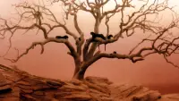 Задник до фильму"Люди-коти" #305583