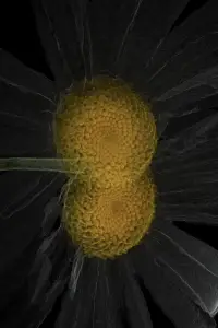 Постер до фильму"" #706471