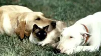 Задник до фильму"" #770975