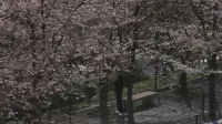 Задник до фильму"Блакитна весна" #772673