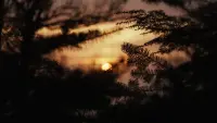 Задник до фильму"" #746118