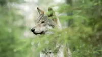 Задник до фильму"" #762141