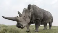 Задник до фильму"" #870643