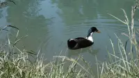 Задник до фильму"" #778353