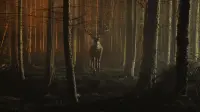 Задник до фильму"" #832474