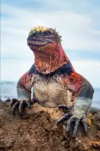 The Story of Creatures' Skin