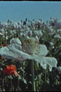 Апокаліпсис вчора, сьогодні, завтра та післязавтра