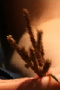 Постер до фильму"" #1075089