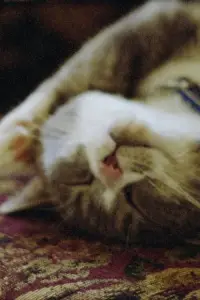 Постер до фильму"" #977287