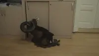 Задник до фильму"" #785758